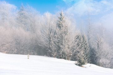 tall spruce trees in hoarfrost in the morning. beautiful winter nature scenery on a bright misty day. snow on the ground
