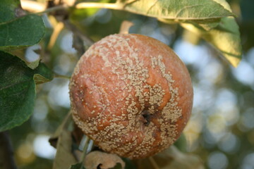 
fruit
