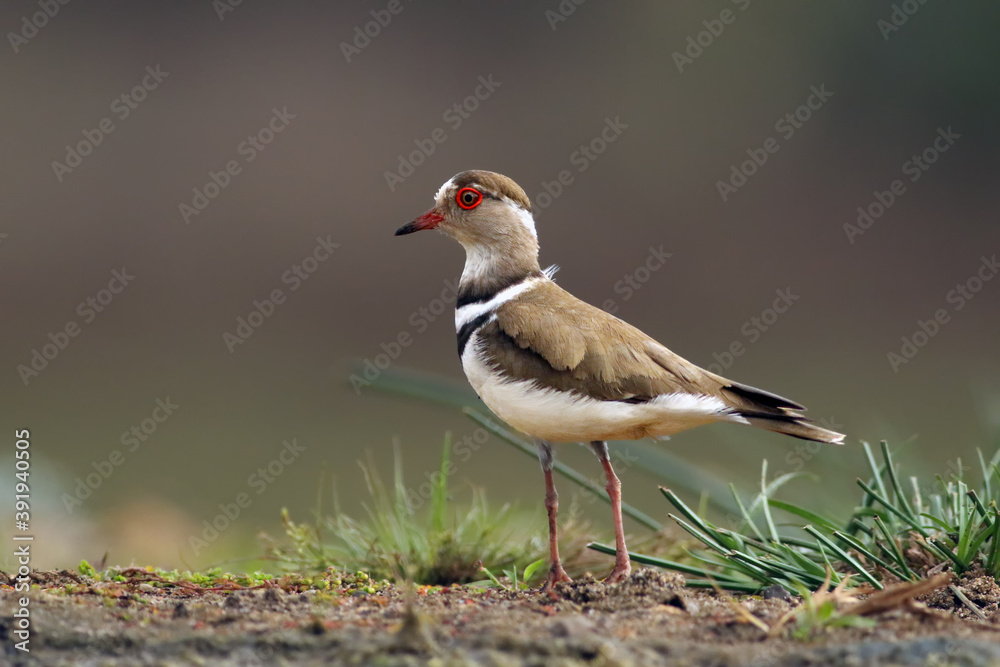 Wall mural The three-banded plover, or three-banded sandplover (Charadrius tricollaris) standing on the shore in the green grass.