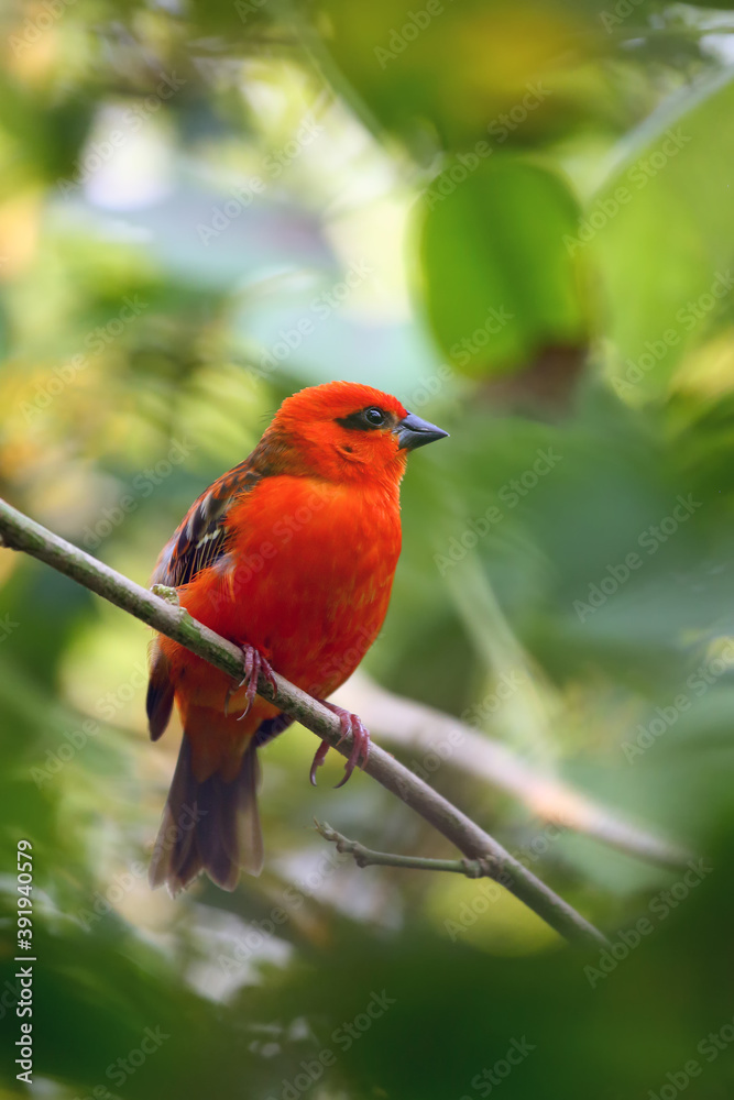 Sticker The red fody (Foudia madagascariensis) seated on the branch with green background. A red weaver from the African islands sits in a dense green bush.