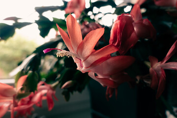 Kaktus grudnik,  kwiat sukulenty w kolorze czerwonym - obrazy, fototapety, plakaty