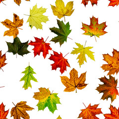 Fall leaf background. Season leaves fall background. Autumn yellow red, orange leaf isolated on white seamless pattern. Colorful maple foliage.