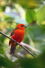 Obraz premium The red fody (Foudia madagascariensis) seated on the branch with green background. A red weaver from the African islands sits in a dense green bush.