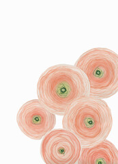 Delicate heads of ranunculus flowers, kind of overthrow