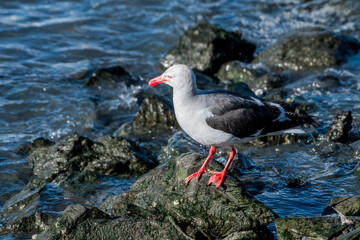 Dolphin Gull (Leucophaeus scoresbii) in Ushuaia area, Land of Fire (Tierra del Fuego), Argentina