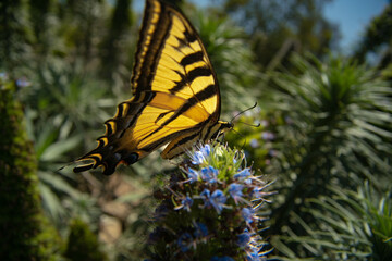 Eastern Tiger Swallowtail Butterfly