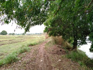 The path is full of weeds, which is beside the lake