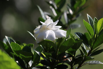 White flower having morning sunshine in morning.