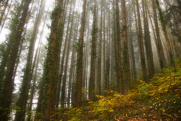 Herbstwald im Schwarzwald bei Nebelstimmung