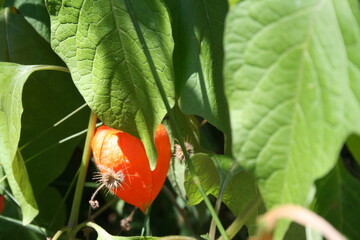 physalis