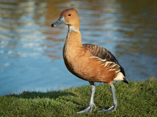 A portrait of a fulvous whistling duck standing on the grass by the side of the water