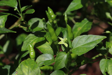 thai bird eye green chilly found in its green plant.