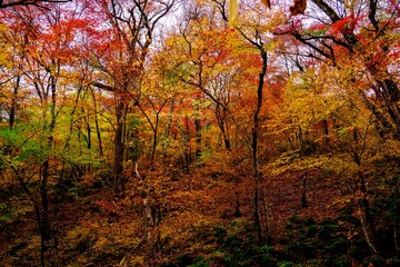 男池湧水群の紅葉