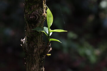 coffee plant having re growth again from its stem which is exposed to sunlight.