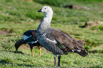 Pair of Upland Goose (Chloephaga picta) in Ushuaia area, Land of Fire (Tierra del Fuego), Argentina