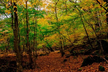 男池湧水群の紅葉