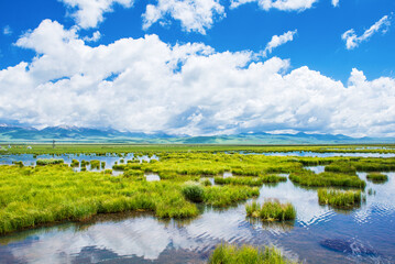 Wetland park under blue sky and white clouds, beautiful natural environment