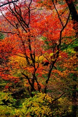 男池湧水群の紅葉