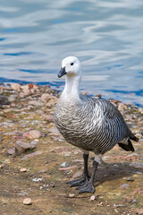 Male of Upland Goose (Chloephaga picta) in Ushuaia area, Land of Fire (Tierra del Fuego), Argentina