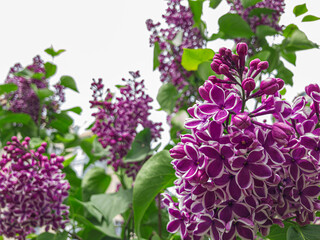 Blooming lilac. Spring purple lilac flowers on white background. Copy space for text. Hungarian...