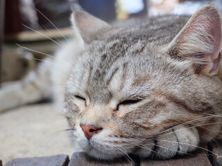 Close up cute tabby cat sleep on wood and cement floor