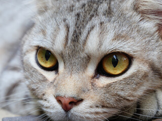 Beautiful yellow eyes  of tabby cat,close up