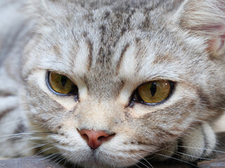 Close up beautiful yellow eyes  of tabby cat, lay down on wooden floor