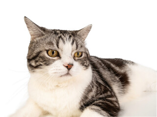Close up beautiful yellow eyes of tabby cat isolated on white  background
