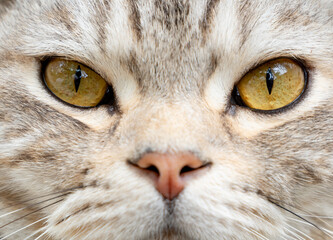 Close up beautiful yellow eyes of tabby cat as background