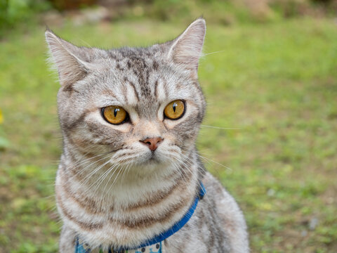 Lovely healthy cat with beautiful yellow eyes on fresh green grass outdoor in morning
