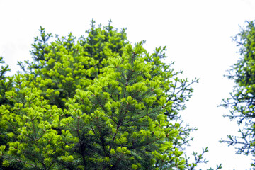 Fototapeta premium Natural background from young spruce branches. Fluffy greens conifers