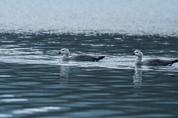 Immature males of Upland Goose (Chloephaga picta) on lake, Land of Fire (Tierra del Fuego), Argentina