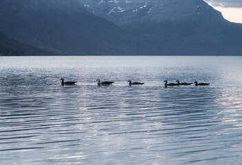 Obraz premium Family of Upland Goose (Chloephaga picta) on lake in Ushuaia area, Land of Fire (Tierra del Fuego), Argentina