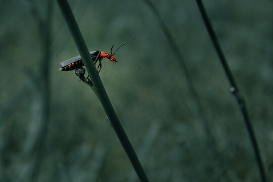 Fire Beetle