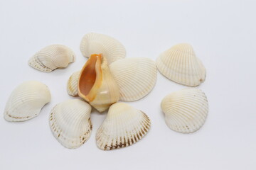 
Composition with sea shells isolated on white background