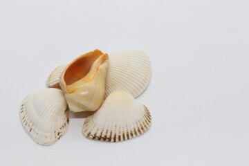 
Composition with sea shells isolated on white background