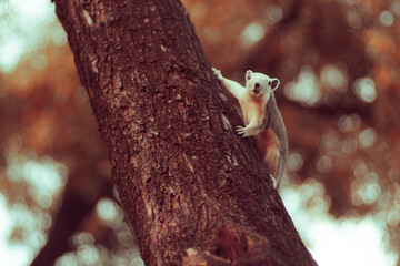Squirrel going down by a tree in park . Wildlife Animals picture.