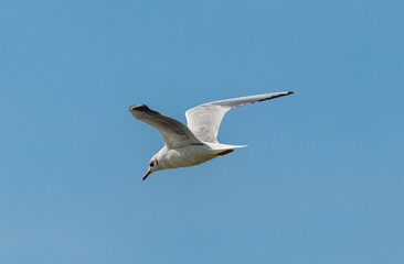 Fototapeta na wymiar black-headed gull (Chroicocephalus ridibundus) in flight on blue sky