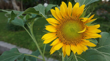 sunflower in the garden