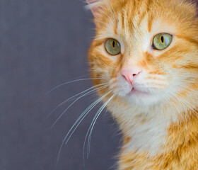portrait of a ginger young cat close up