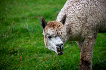 Fototapeta premium Alpaca's pasture - Farm in Canada, British Columbia