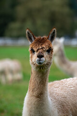 Alpaca's pasture - Farm in Canada, British Columbia