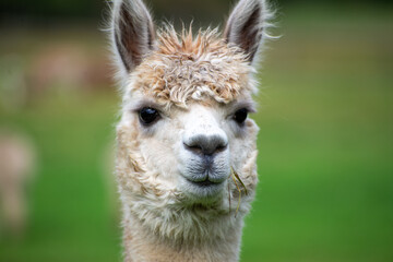 Alpaca's pasture - Farm in Canada, British Columbia