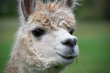 Alpaca's pasture - Farm in Canada, British Columbia