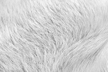 Gray white animal texture or dog fur patterns skin background