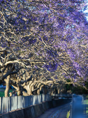 Row of jacaranda tree over a small waterway.