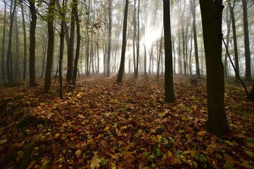 Obraz premium Sunlight beaming through the trees in autumn in a forest, Czech Republic.