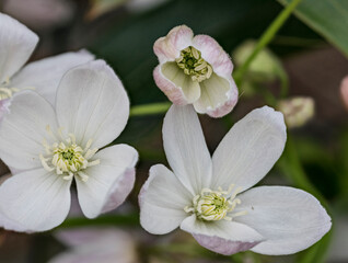 Fototapeta na wymiar fiori bianchi di clematis in primo piano