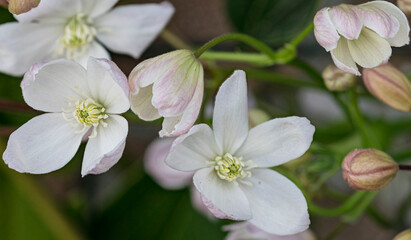 fiori bianchi di clematis in primo piano