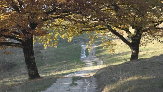 Scenic autumn rustic landscape with dusty path road between two oak trees